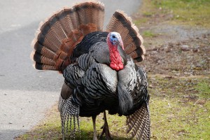 Don't be a turkey, go to a chiropractor to stay healthy