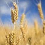 Wheat Growing